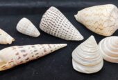 Sea Shell Decor 貝殼裝飾