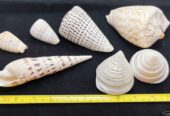 Sea Shell Decor 貝殼裝飾