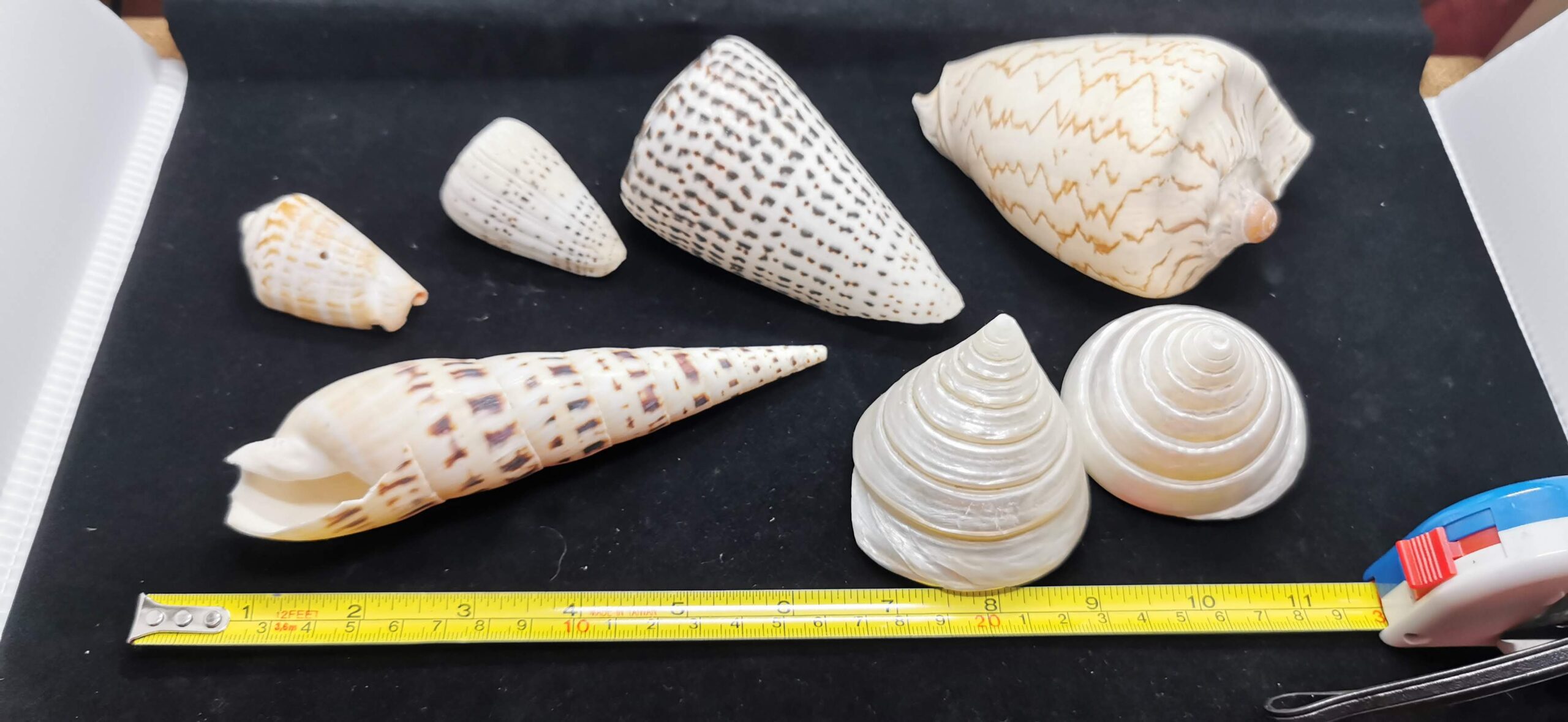 Sea Shell Decor 貝殼裝飾