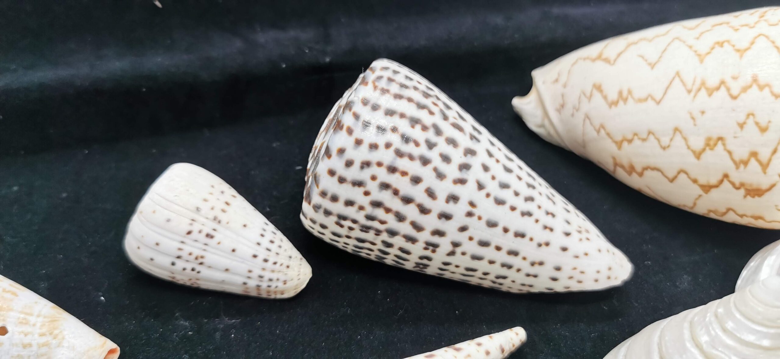 Sea Shell Decor 貝殼裝飾