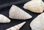 Sea Shell Decor 貝殼裝飾