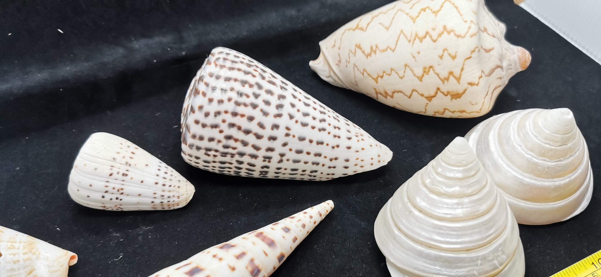 Sea Shell Decor 貝殼裝飾