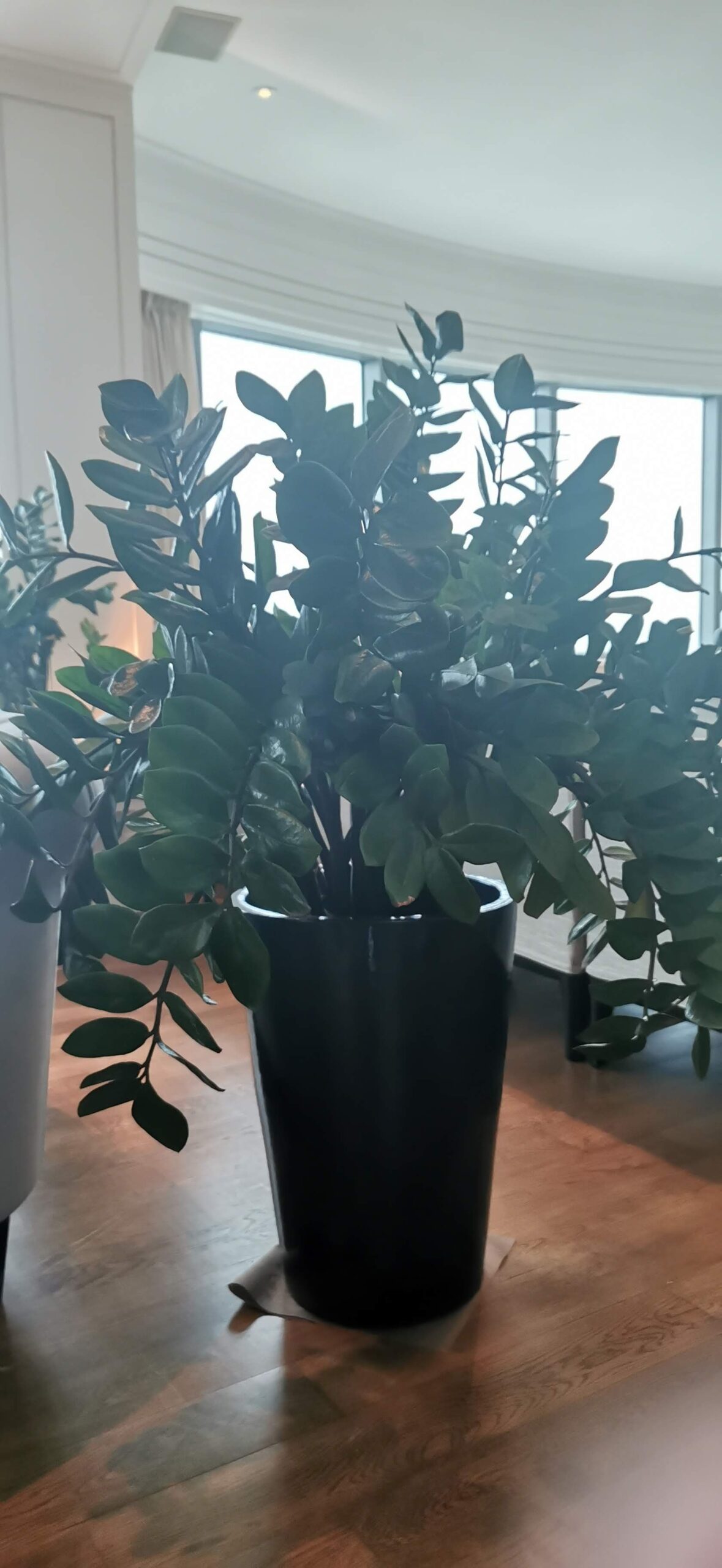 Green Plant with pot