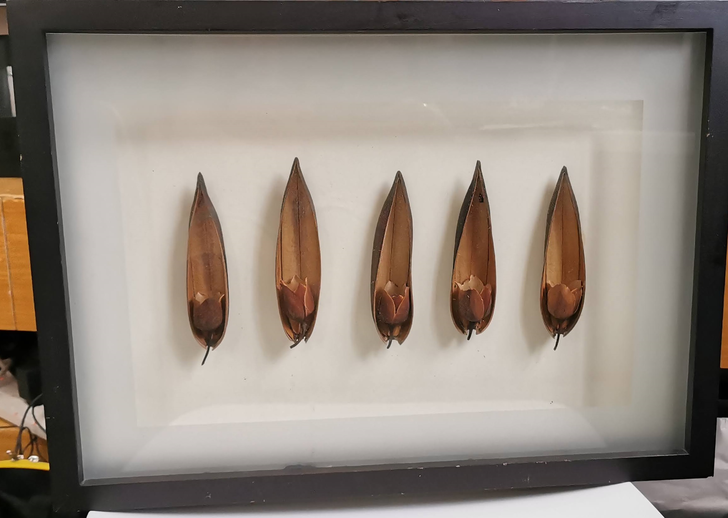 Black frame Dry Leaf Wall Art